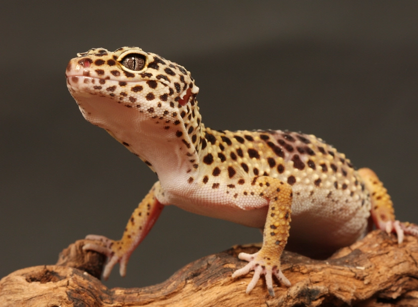 leopard gecko care