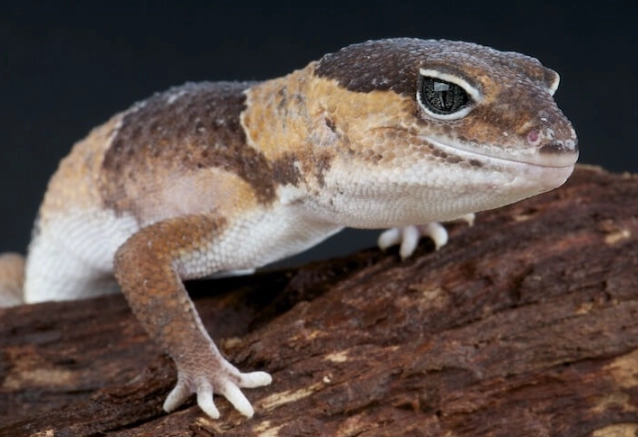 fat tail gecko habitat fat tail gecko habitat