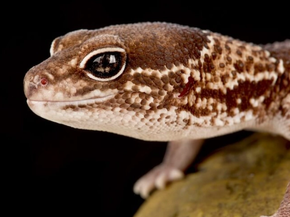 african fat-tailed gecko care african fat-tailed gecko care