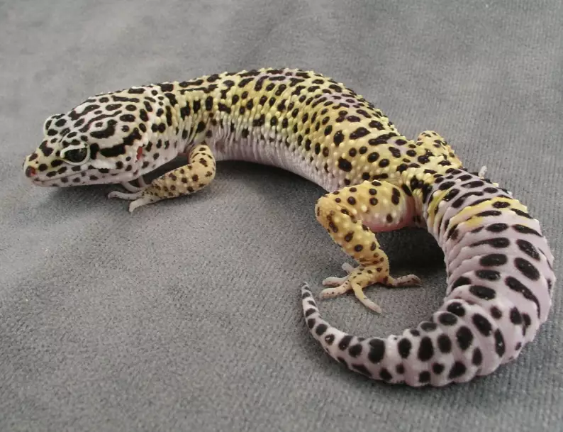 leopard gecko diet