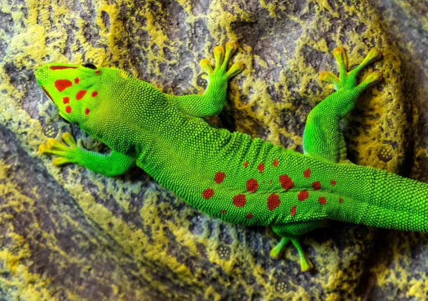 giant day gecko