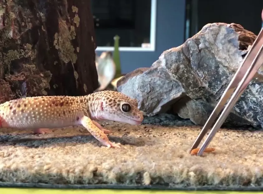 what do leopard geckos eat what do leopard geckos eat
