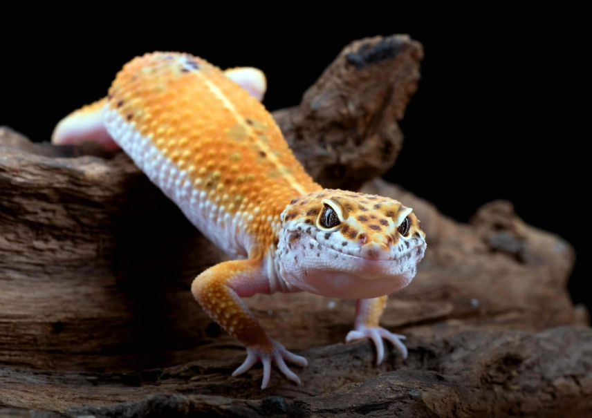 fancy leopard gecko care