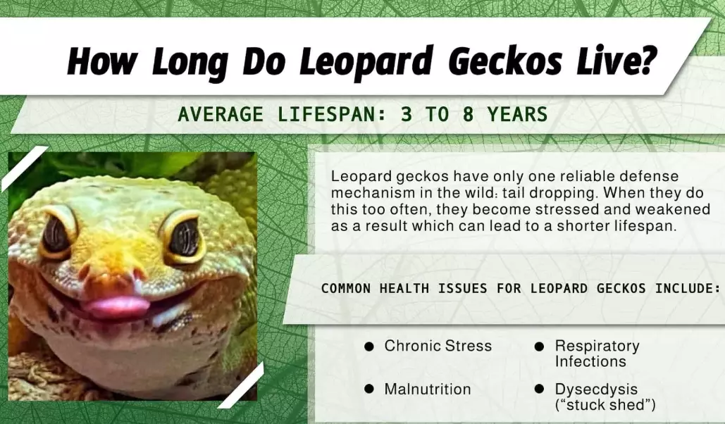 leopard gecko lifespan