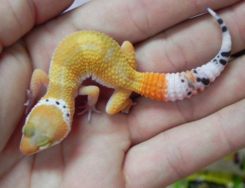 fancy leopard gecko care