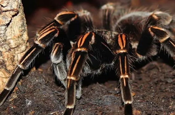tarantula species