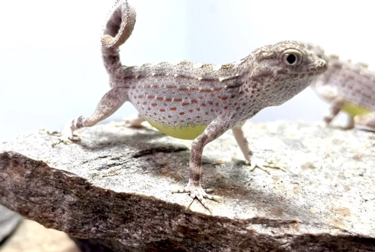 scorpion tailed gecko care