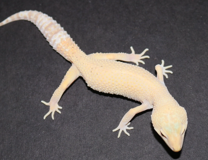 leopard gecko morphs