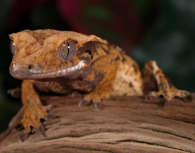 crested gecko morphs