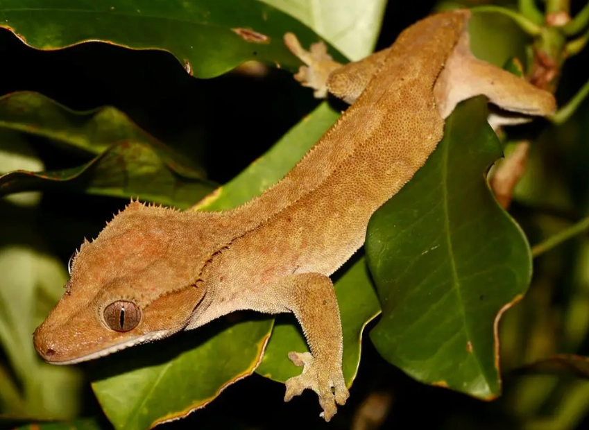 crested gecko care