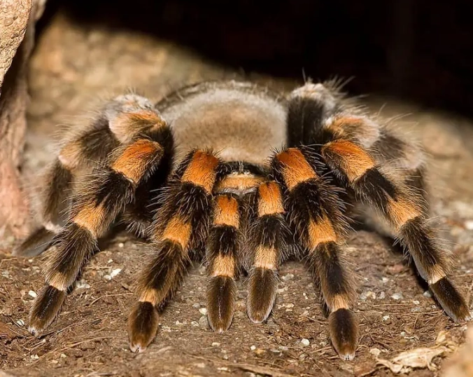 pet tarantula types