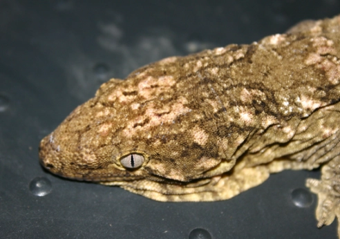 leachianus gecko for sale