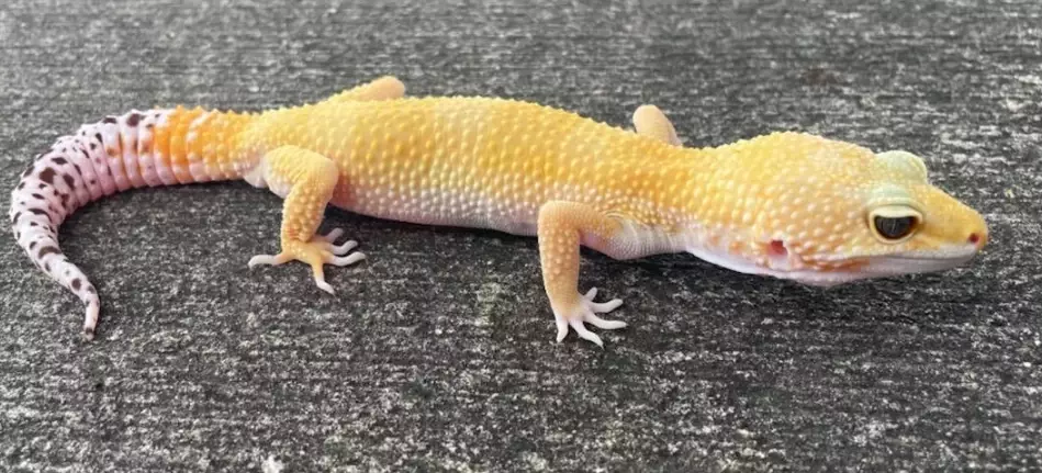 leopard gecko morphs