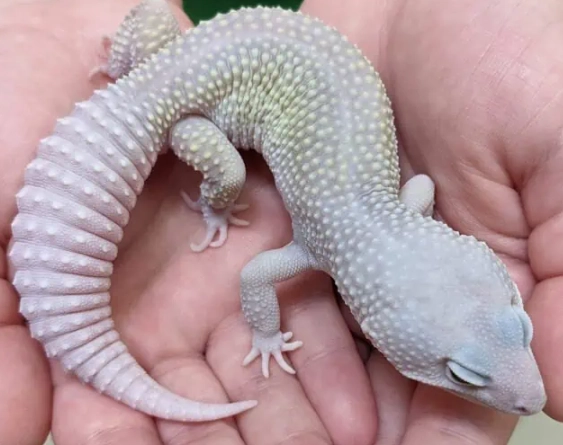 blizzard leopard gecko care