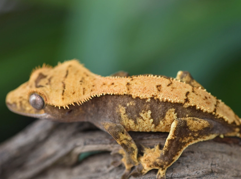 crested gecko morphs