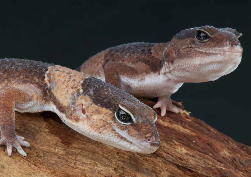 african fat-tailed gecko care african fat-tailed gecko care