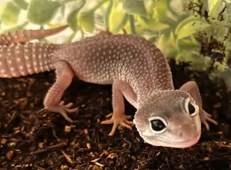 blizzard leopard gecko care