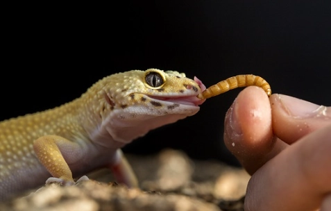 what do leopard geckos eat what do leopard geckos eat