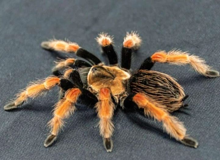 tarantula species