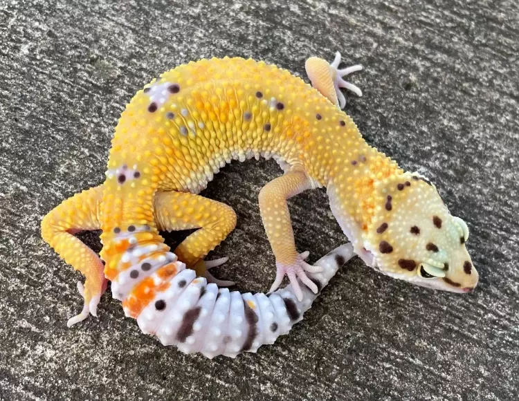 fancy leopard gecko care