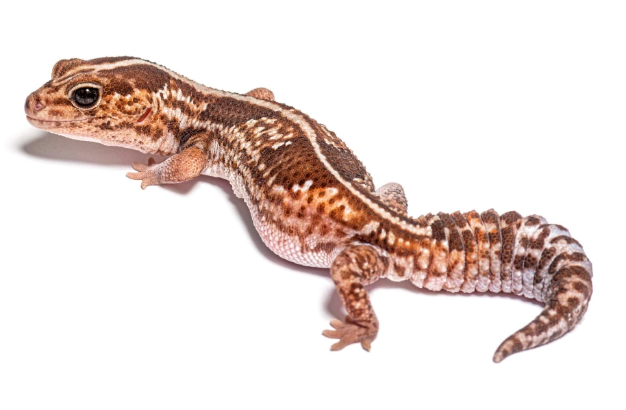 african fat-tailed gecko care african fat-tailed gecko care