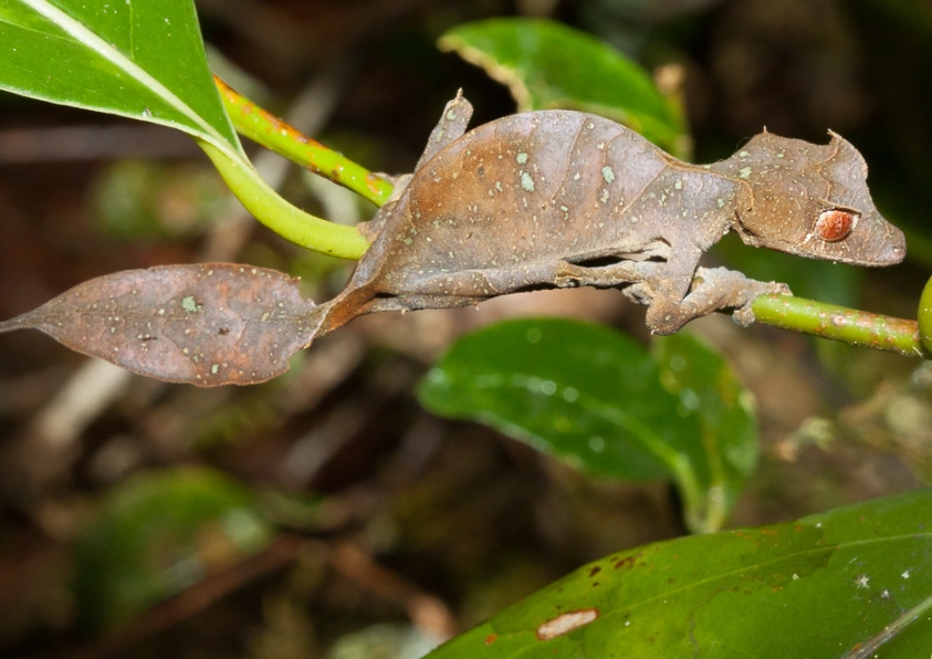 satanic leaf-tailed gecko facts
