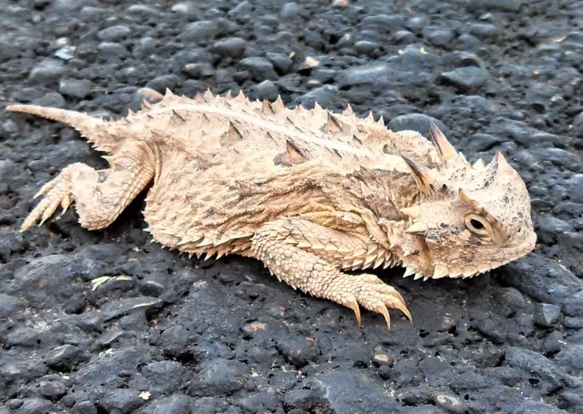 pet lizard for beginners