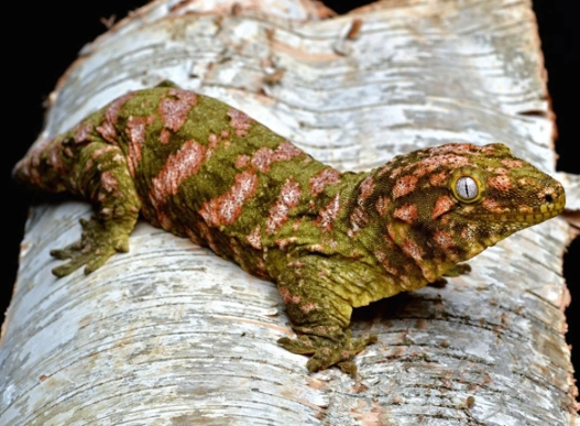 leachianus gecko for sale