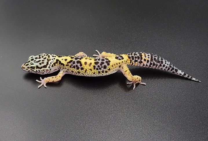 leopard gecko morphs