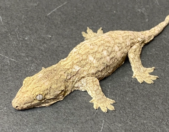 giant gecko habitat setup