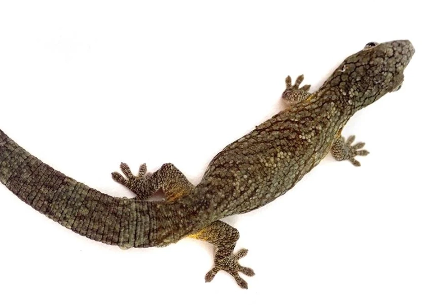 eurydactylodes care guide