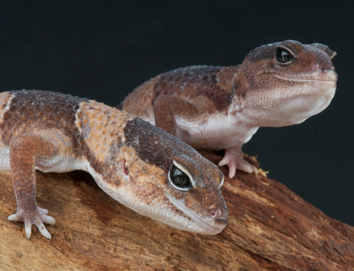 fat tail gecko habitat