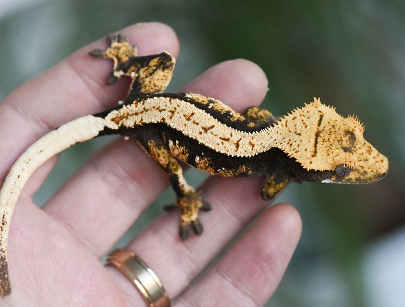 crested gecko morphs