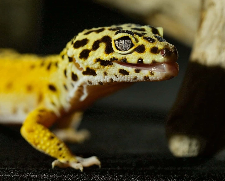 leopard gecko care