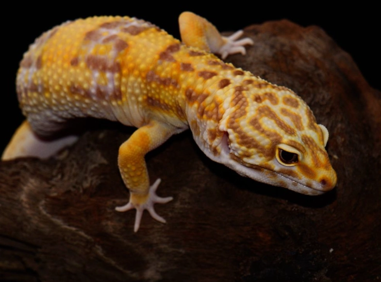 leopard gecko morphs