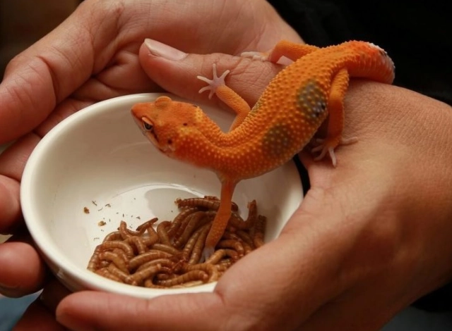 feeding leopard geckos feeding leopard geckos