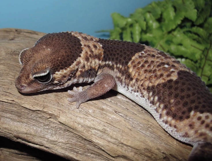 fat tail gecko habitat fat tail gecko habitat