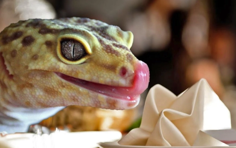 what do leopard geckos eat what do leopard geckos eat