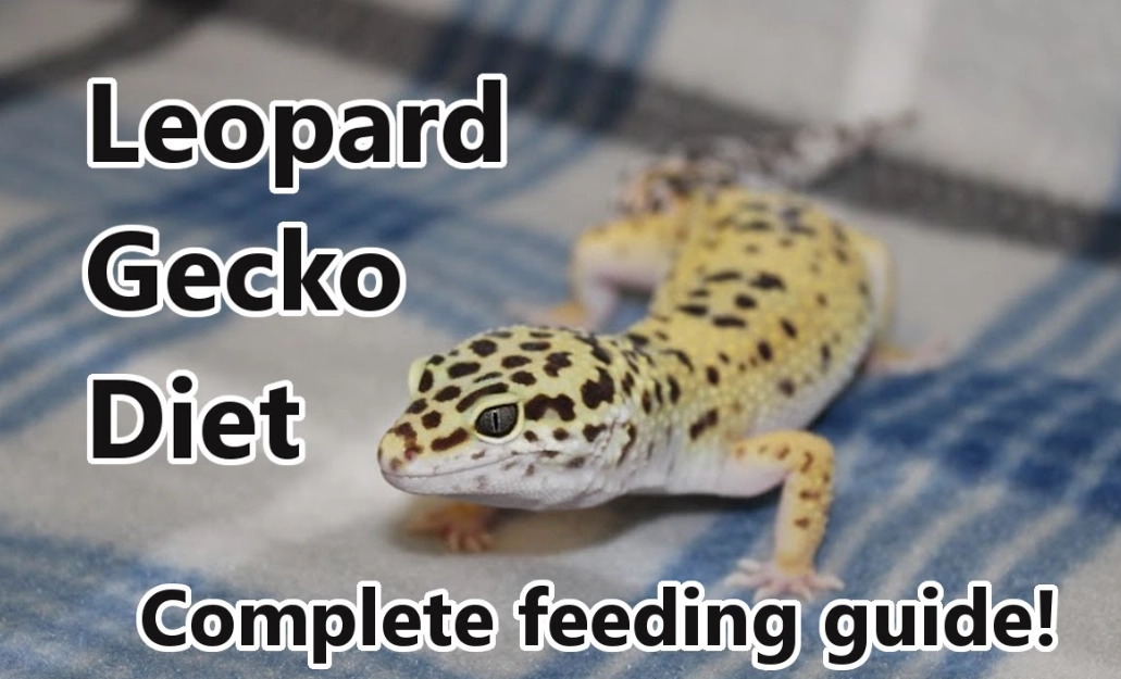 what do leopard geckos eat what do leopard geckos eat