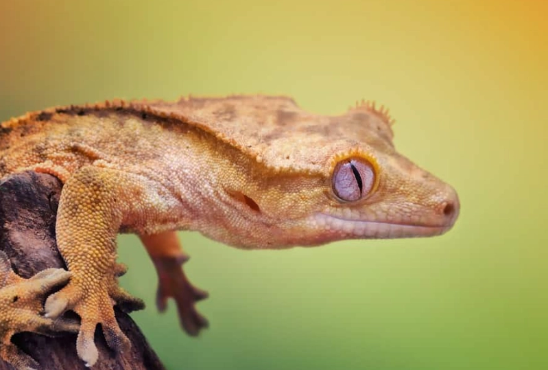 crested gecko care