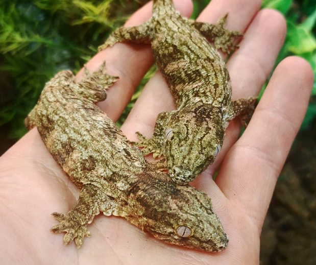 rhacodactylus leachianus care