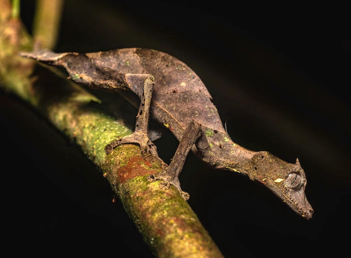 satanic leaf-tailed gecko facts