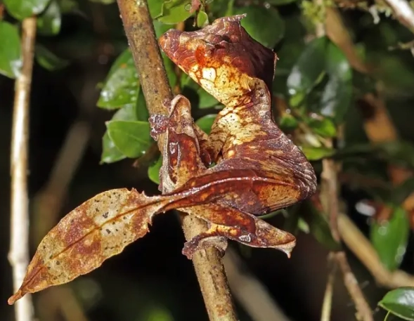 satanic leaf-tailed gecko care
