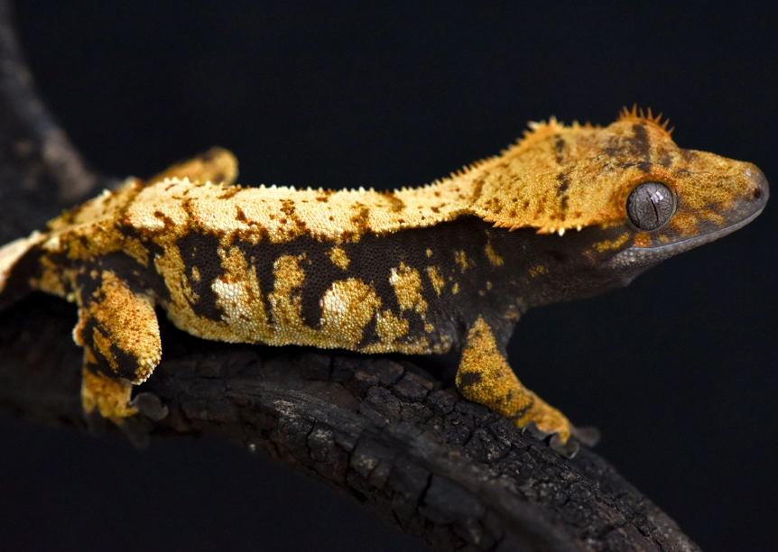 crested gecko care