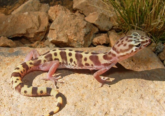 striped gecko care
