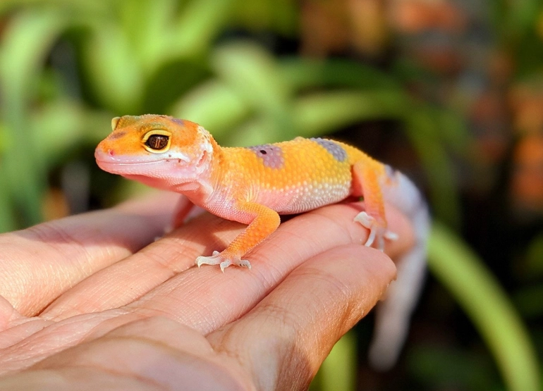 leopard gecko diet