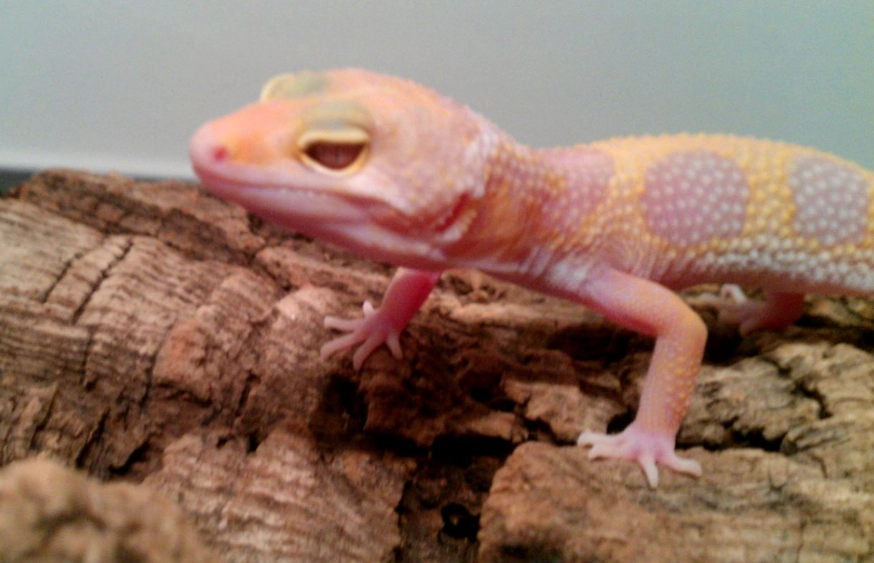 pink leopard gecko for sale