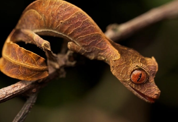 leaf tailed gecko care leaf tailed gecko care