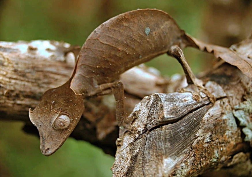 leaf tailed gecko care leaf tailed gecko care