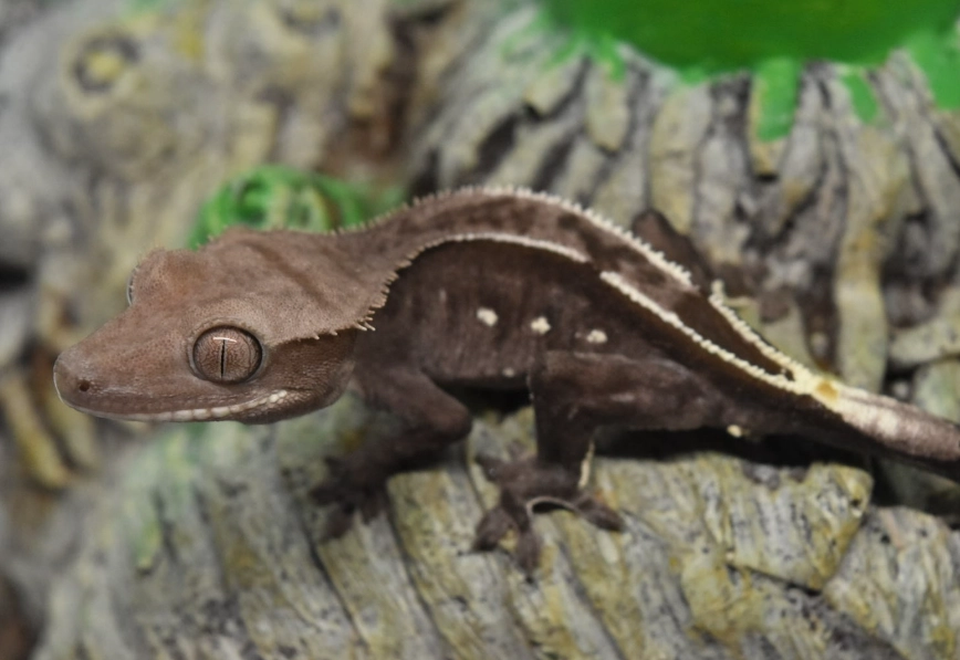 crested gecko morphs